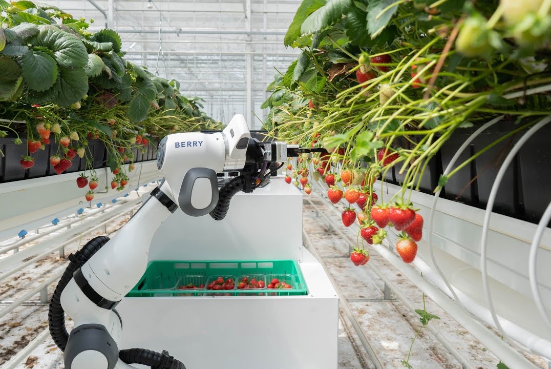 Harvesting robot BERRY from Organifarms